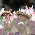 A tattered honey bee seeking nectar from a milkweed blossom encounters a monarch caterpillar. (Photo by Kathy Keatley Garvey)