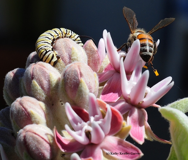 Honey bee carries the sticky winged pollen on her leg as she buzzes off. (Photo by Kathy Keatley Garvey)