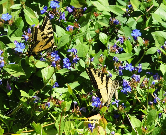 What's better than one Western tiger swallowtail? Two of them. (Photo by Kathy Keatley Garvey)