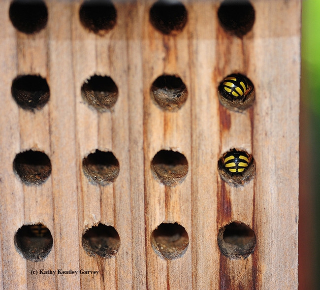 Sleepytime! Male European wool carder bees sleeping inside a mason bee condo, bee housing meant for blue orchard bees. (Photo by Kathy Keatley Garvey)