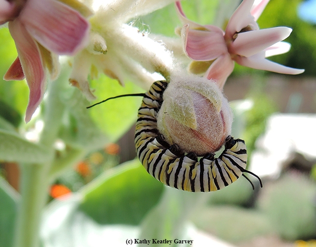 A monarch caterpillar surrounds its food. (Photo by Kathy Keatley Garvey)