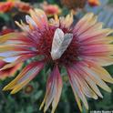 This moth is the Tobacco Budworm (as identified by Lepitopteran Art Shapiro, UC Davis distinguished professor of evolution and ecology) It's  shown here on a blanket flower, Gaillardia. Photo by Kathy Keatley Garvey)