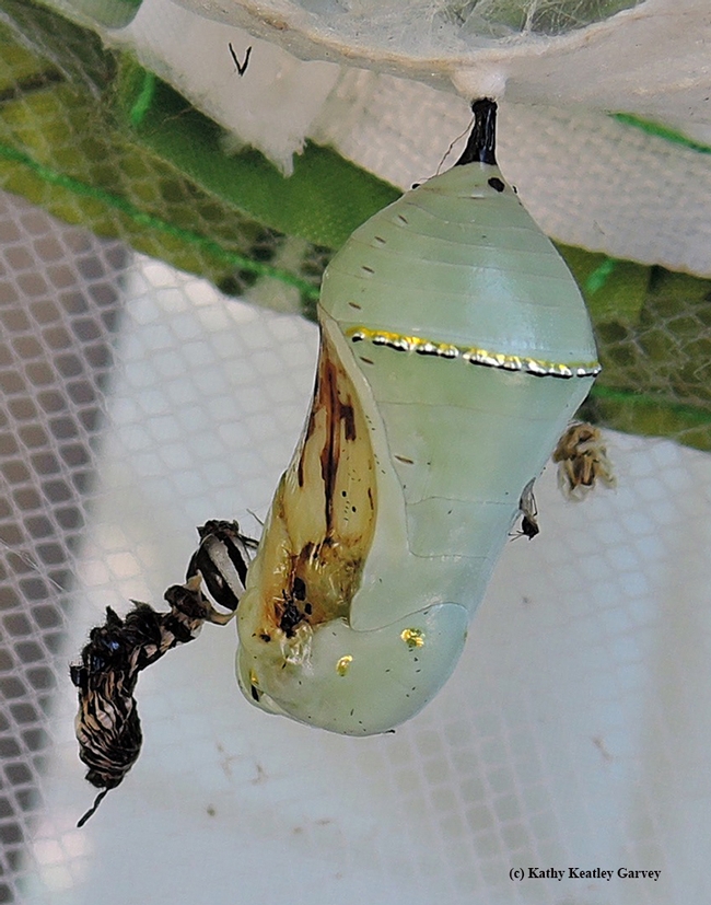 A monarch chrysalis, cannibalized by a hungry caterpillar. (Photo by Kathy Keatley Garvey)