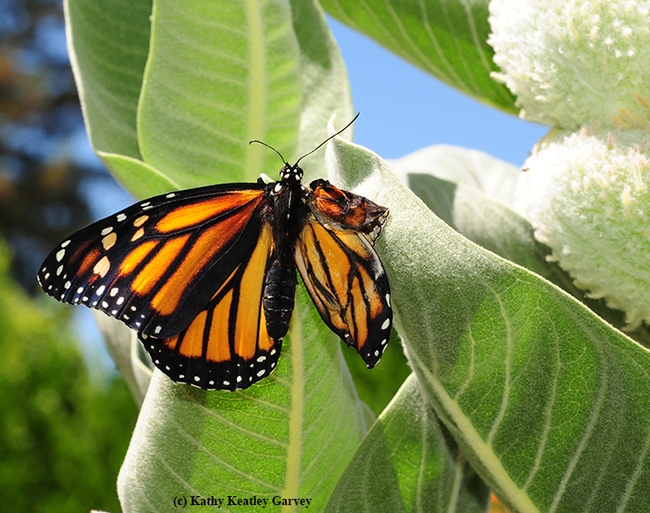 Newly eclosed, but deformed, monarch clings to a milkweed, Asclepias speciosa. (Photo by Kathy Keatley Garvey)
