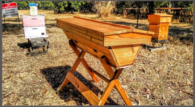 The first hives in the new Educational Apiary at the Harry H. Laidlaw Jr. Honey Bee Research Facility. Front: Kenyan Top Bar Hive; back right, Warré hive; back left, Langstroth hive with Flow™ Hive frames. (E. L. Niño Lab Photo)