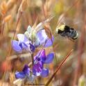 Yellow-faced bumble bee (Bombus vosnesenskii) heading for lupine at the Hastings Natural History Reserve, Carmel Valley, Monterey County. (Photo by Kathy Keatley Garvey)