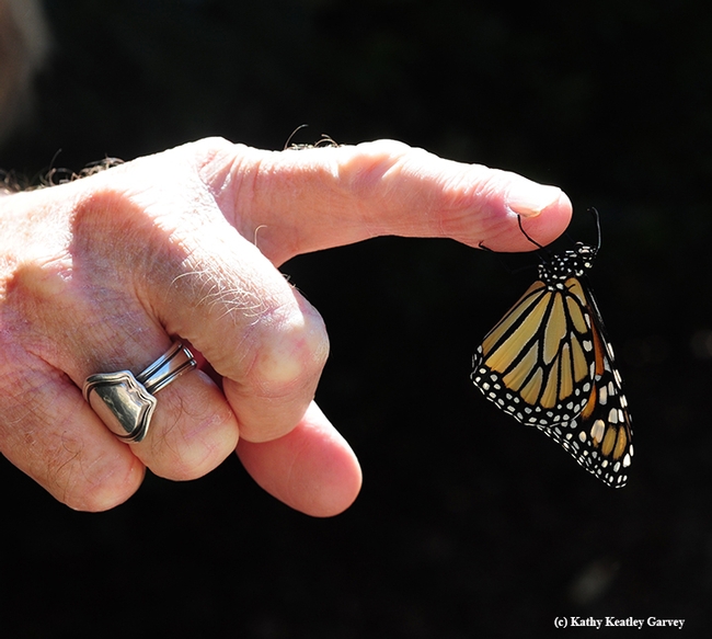 This newly eclosed female monarch just wants to linger. (Photo by Kathy Keatley Garvey)