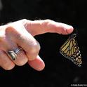 This newly eclosed female monarch just wants to linger. (Photo by Kathy Keatley Garvey)