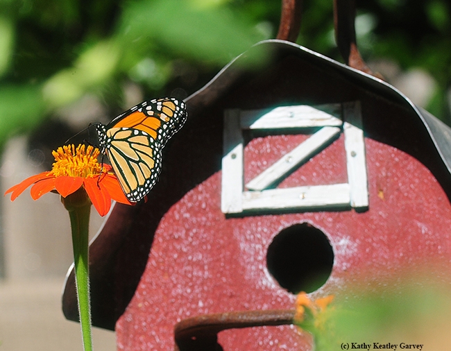 A newly released monarch nectaring on a Mexican sunflower (Tithonia) next to a bird house, a replica of a barn. (Photo by Kathy Keatley Garvey)