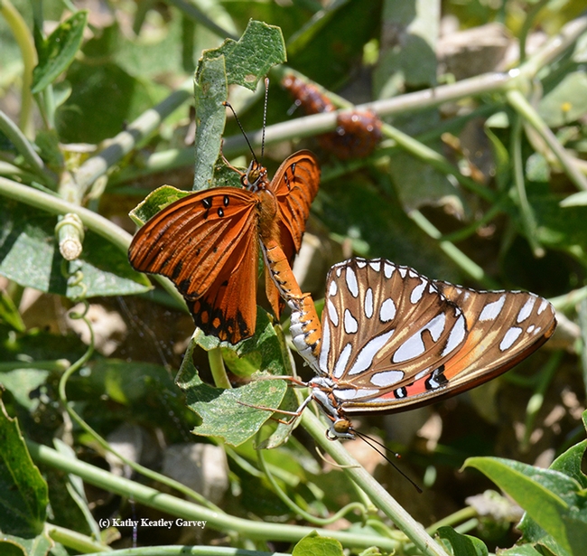 When they're mating, Gulf Fritillaries look like two different spcies. It's an orangish-reddish butterfly with silver-spangled underwings. It is as spectacular as it is showy. (Photo by Kathy Keatley Garvey)