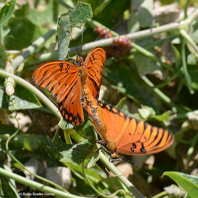 Mating Gulf Fritillary butterflies spreading their wings. (Photo by Kathy Keatley Garvey)