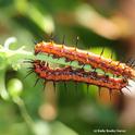 Mirror image--Two Gulf Fritillary caterpillars crawl along a Passiflora stem, looking for food. (Photo by Kathy Keatley Garvey)