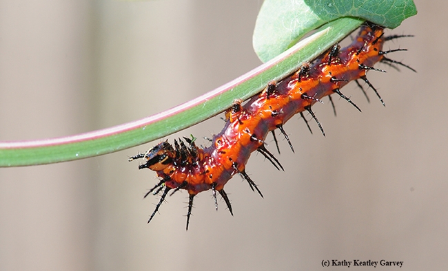 Always hungry, the Gulf Fritillary caterpillar is not one to turn down food. (Photo by Kathy Keatley Garvey)