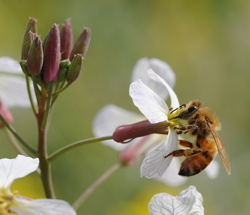 HONEY BEE foraging among wild radish. (Photo by Kathy Keatley Garvey)