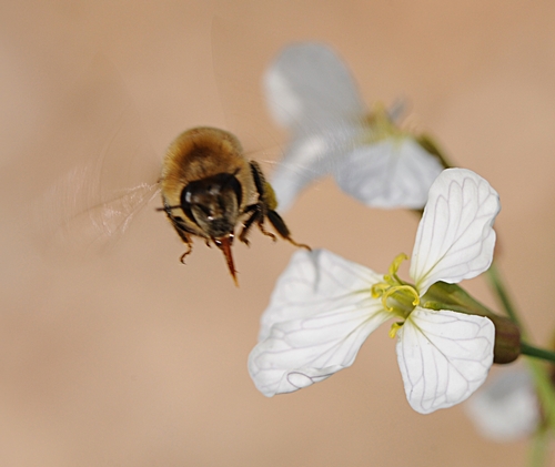 TONGUE EXTENDED,  a honey bee anticipates a wild radish. (Photo by Kathy Keatley Garvey)