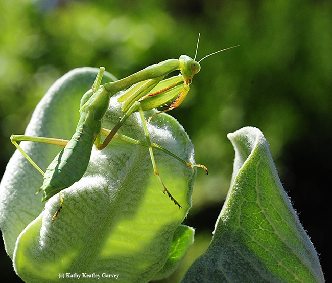A praying mantis engages in a little grooming as it nears the top of a milkweed. (Photo by Kathy Keatley Garvey)