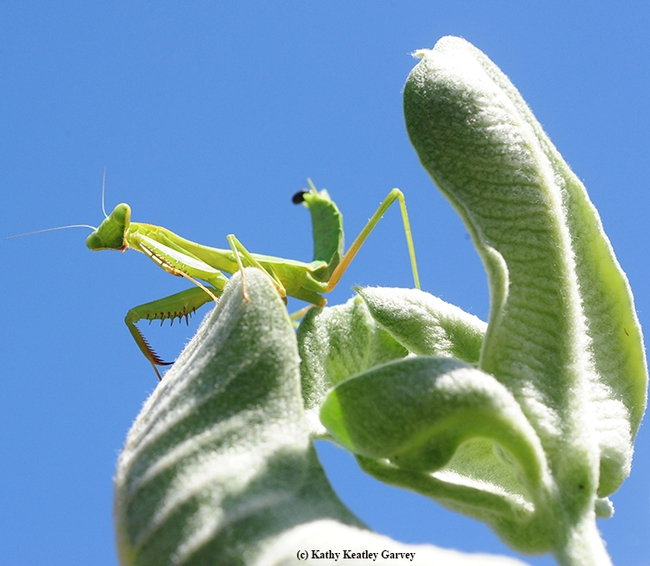 On top of the world--on top of a milkweed. (Photo by Kathy Keatley Garvey)