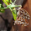 Gulf Fritillaries mating in the passionflower vine. (Photo by Kathy Keatley Garvey)