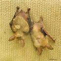 Pallid bats, shown here hanging upside down, were featured at Rachael Long's presentation on her second book, 