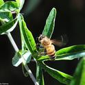 A honey bee heads for a passionflower vine (Passiflora).  (Photo by Kathy Keatley Garvey)