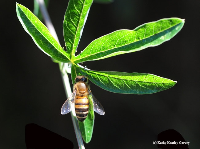 What is the honey bee seeking on the passionflower vine? (Photo by Kathy Keatley Garvey)