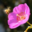 A honey bee heads toward rock purslane. (Photo by Kathy Keatley Garvey)