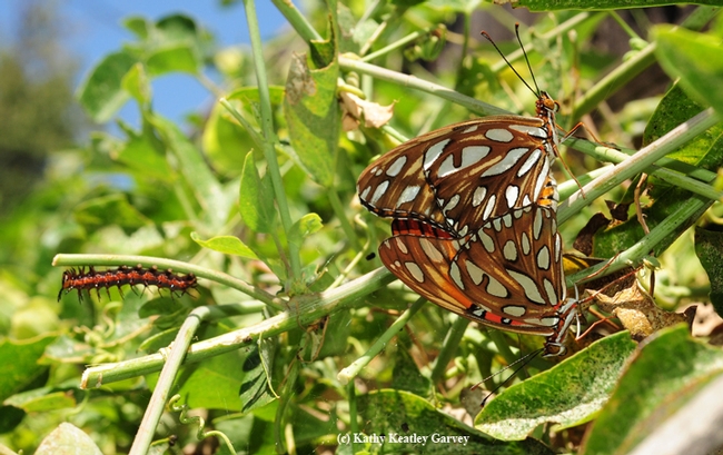 This photo of Gulf Fritillary adults and a caterpillar helps illustrate the article on the Medical College of Wisconsin website. Bruce Hammock's basic research on how caterpillars become butterflies led to discoveries on chronic pain. (Photo by Kathy Keatley Garvey)