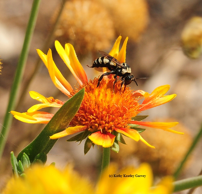 A male cuckoo bee, Triepeolus concavusm, on a blanket flower, Gaillardia. Female cuckoo bees are cleptoparasites; they lay their eggs inside the nests of native bees, including Svastra. (Photo by Kathy Keatley Garvey)