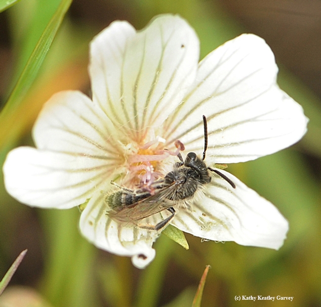 Andrena (mining) bee on  meadowfoam, Limnanthes. (Photo by Kathy Keatley Garvey)