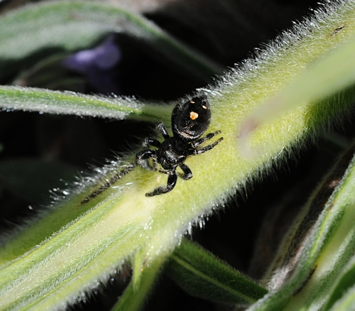 MALE JUMPING SPIDER of the genus Phidippus in the tower of jewels (Echium wildpretii). (Photo by Kathy Keatley Garvey)