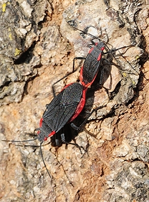 Soapberry bugs, also known as red-shouldered bugs (Jadera haematoloma) are found throughout much of the world. This photo of mating soapberry bugs was taken in March 2015 just outside the Storer Garden, UC Davis Arboretum. (Photo by Kathy Keatley Garvey)