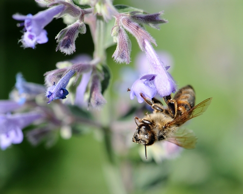 LIKE AN ACROBAT, a honey bee flips to one side, ready for take-off. (Photo by Kathy Keatley Garvey)