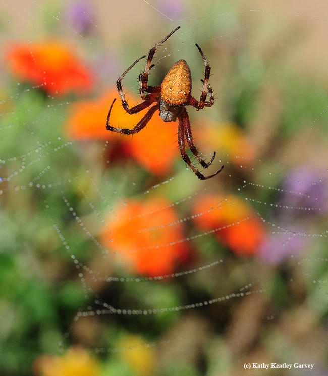 A redfemured spotted orbweaver, Neoscona domiciliorum, dangles from its web. In the background are Mexican sunflowers, Tithonia. (Photo by Kathy Keatley Garvey)