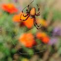 A redfemured spotted orbweaver, Neoscona domiciliorum, dangles from its web. In the background are Mexican sunflowers, Tithonia. (Photo by Kathy Keatley Garvey)