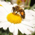 Honey bee foraging on a daisy. (Photo by Kathy Keatley Garvey)