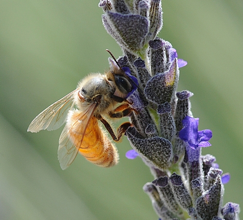 HONEY BEE foraging on lavender while a Varroa mite (see reddish-brown spot between her wings) is sucking her blood. (Photo by Kathy Keatley Garvey)
