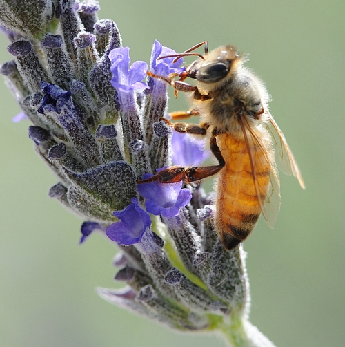 VARROA MITE (see reddish-brown spot between the bee's  wings) sucking blood. This honey bee is  nectaring lavender. (Photo by Kathy Keatley Garvey)