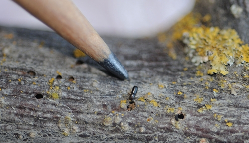 WALNUT TWIG BEETLE, in association with a newly described fungus, can fell a mighty black walnut tree. This photo shows how tiny it is--it's smaller than a grain of rice. (Photo by Kathy Keatley Garvey)