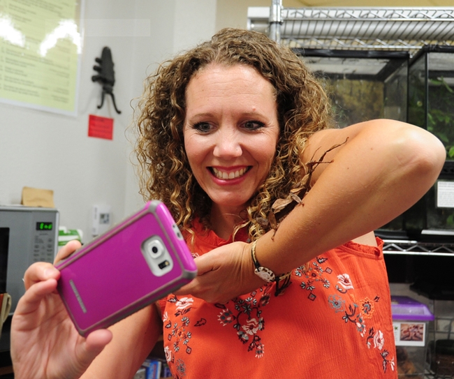 Selfies are fun to take at the Bohart Museum of Entomology. Here Monica Ballard of Rancho Cordova smiles for the camera as an Australian walking stick obliges. (Photo by Kathy Keatley Garvey)