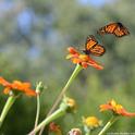 First in series of four photos: Two monarch butterflies meeting in a Tithonia patch in Vacaville, Calif. (Photo by Kathy Keatley Garvey)