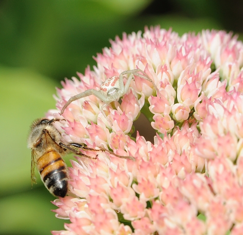 CRAB SPIDER, blending into the sedum, eyes a foraging honey bee. (Photo by Kathy Keatley Garvey)