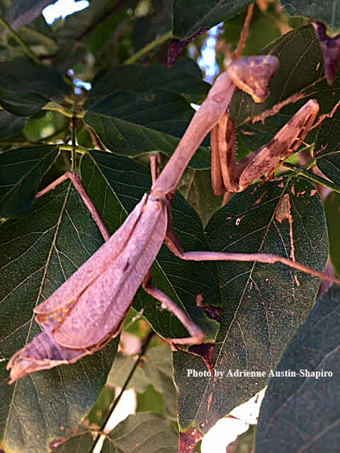 Davis resident Adrienne Austin-Shapiro photographed this pink praying mantis, Stagmomantis californica, outside a pizza business in Davis.