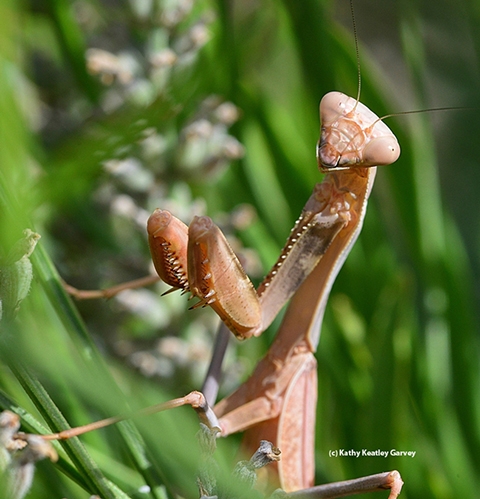 This is a female Stagmomantis californica, commonly known as a California mantis. (Photo by Kathy Keatley Garvey)