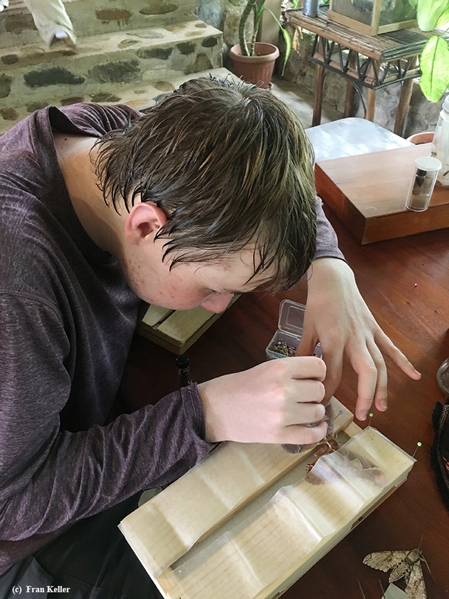 Davis teen Mark deVries (his mother Fran Keller co-led the Belize trip) pins a moth in Belize. (Photo by Fran Keller)
