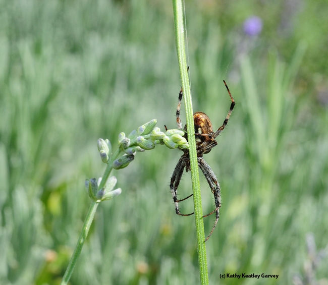 After breakfast, the spider slides down a stem to find a shaded spot away from the blazing sun--and to rest for a bit. (Photo by Kathy Keatley Garvey)