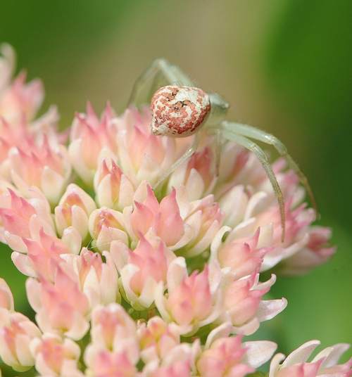 CRAB SPIDER heads for another area. (Photo by Kathy Keatley Garvey)