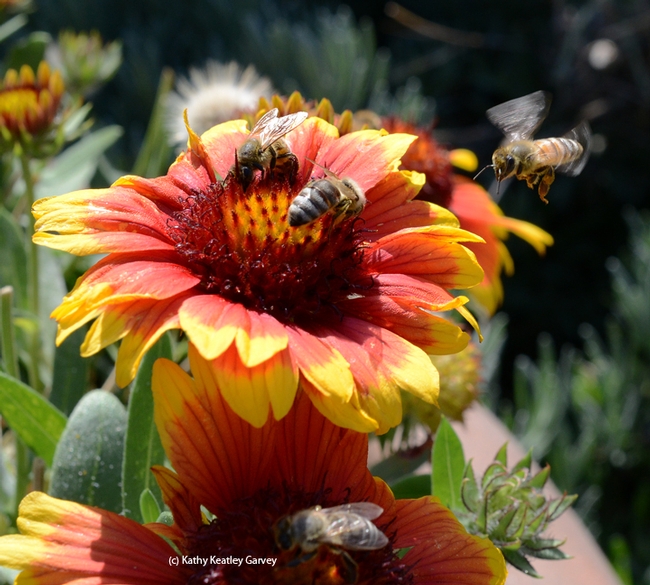 Honey bees sipping nectar from a blanketflower (Gaillardia), while another bee buzzes in. (Photo by Kathy Keatley Garvey)