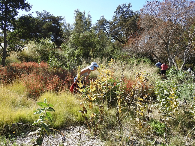 Tour member Ria deGrassi of Davis checks out the insect activity on the showy milkweed, Asclepias speciosa. An alumnus of UC Davis, she holds a master's degree in animal science. (Photo by Kathy Keatley Garvey)