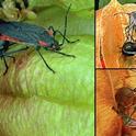 The focus is on soapberry bugs in this collage by evolutionary ecologist Scott Carroll. Doctoral candidate Meredith Cenzer will speak on her research on Oct. 5.
