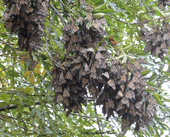 Roosting or overwintering monarchs in the Berkeley Aquatic Park on Nov. 30,2015. No tagged monarchs are visible. (Photo by Kathy Keatley Garvey)